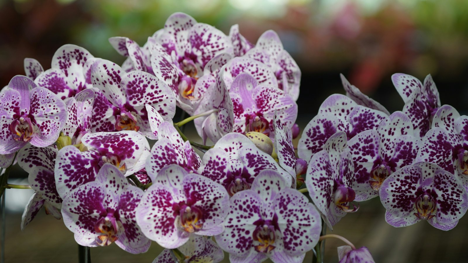 5 Alasan Kenapa Bunga Anggrek Premium Jadi Hadiah Paling Elegan untuk Orang Spesial