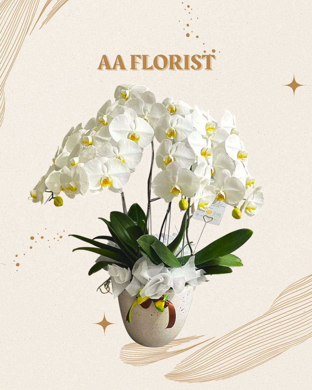Orchid 4 Stem