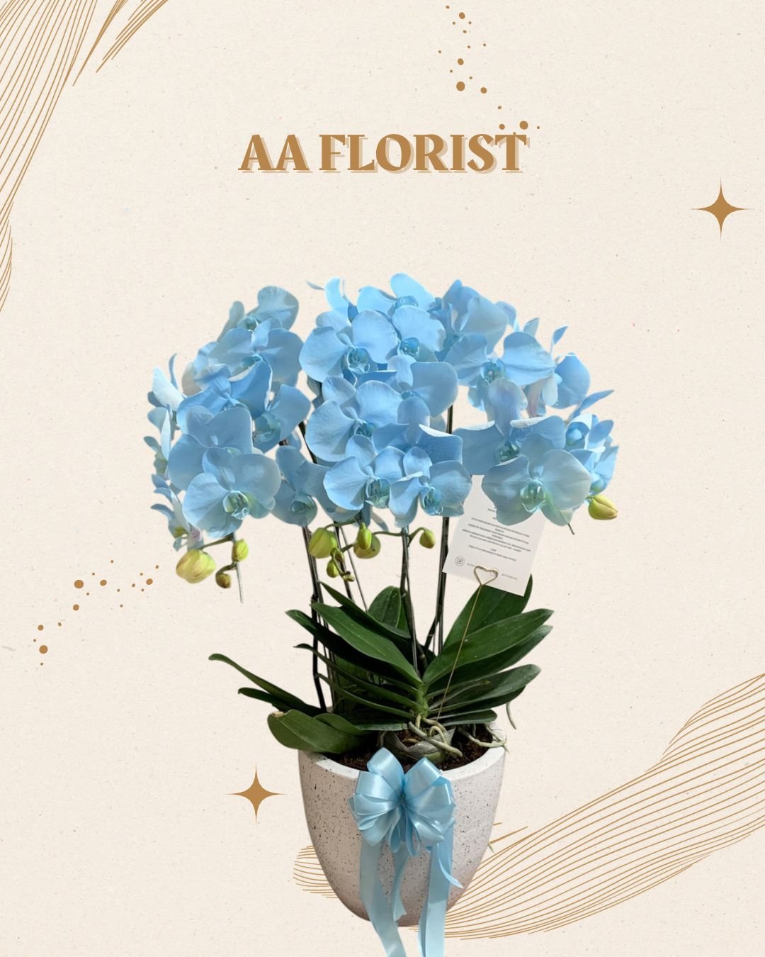 Orchid 4 Stem