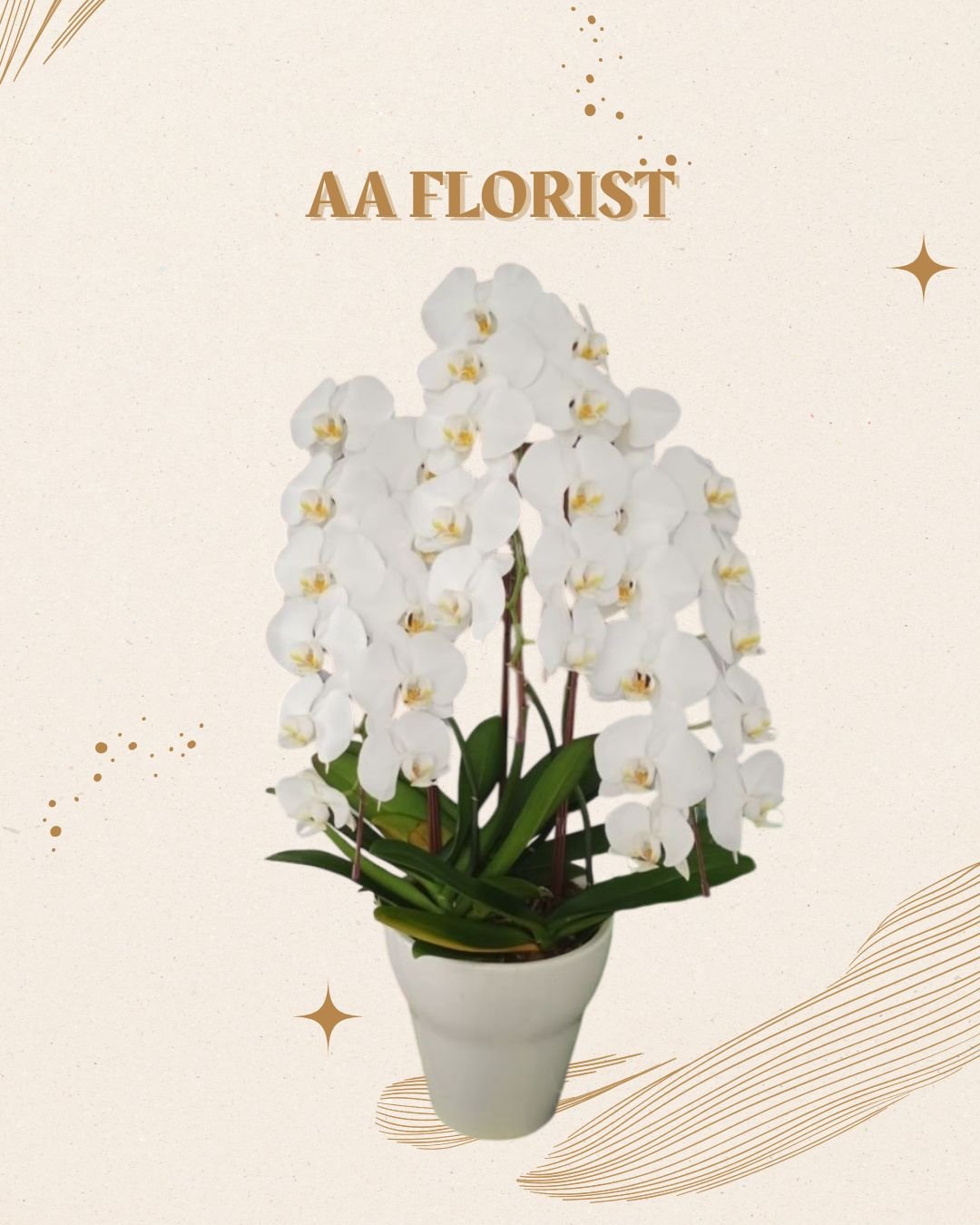 Orchid 3 Stem