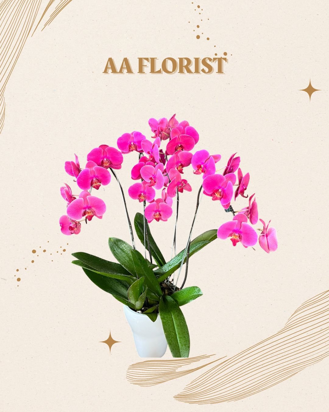 Orchid 4 Stem 