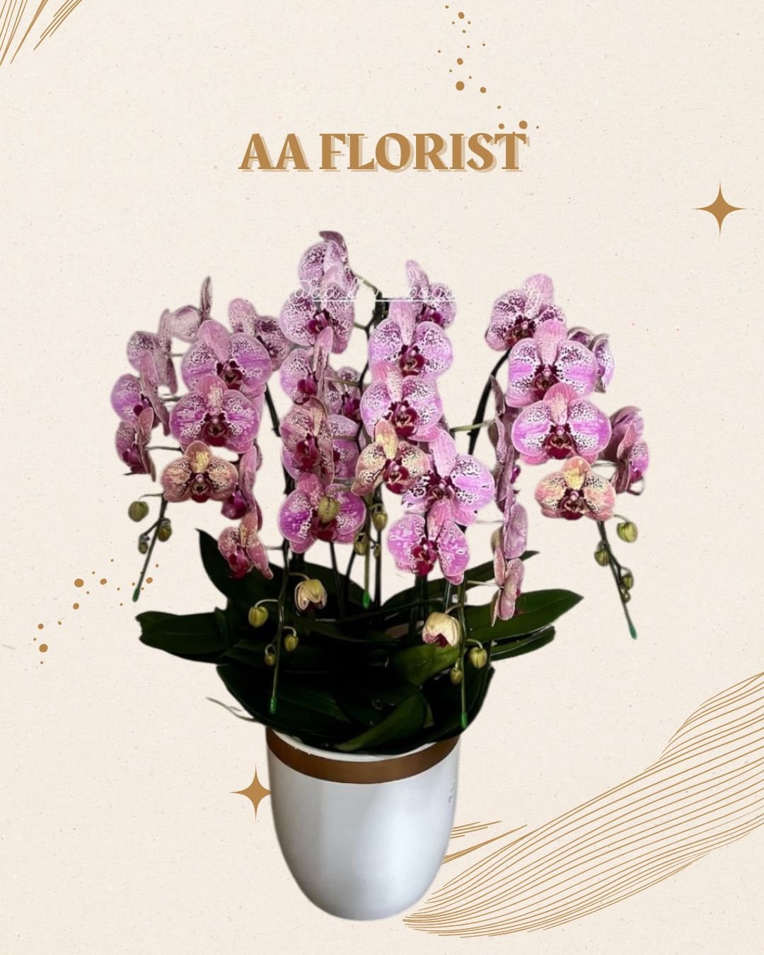 Orchid 5 Stem 